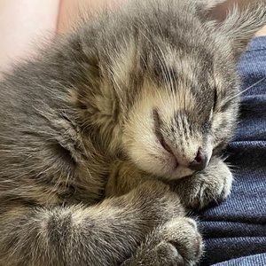 Meet your Posher, Annie